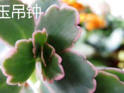 怎么分辨玉吊钟