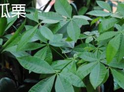 如何分辨瓜栗
