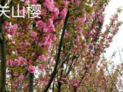 怎么辨别关山樱