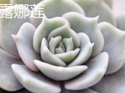 露娜莲和丽娜莲的区别