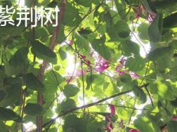 紫荆树和紫荆花的区别