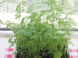 蛇床与胡萝卜的区别