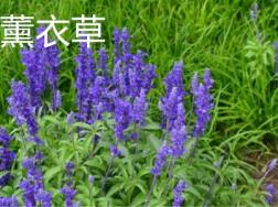 情人草和薰衣草的区别