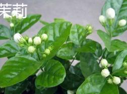 茉莉和非洲茉莉的区别