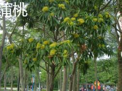 蒲桃和莲雾的区别
