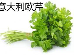 如何辨别意大利欧芹