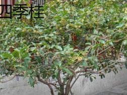 四季桂和银桂的区别