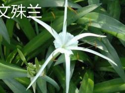 文殊兰和香殊兰的区别