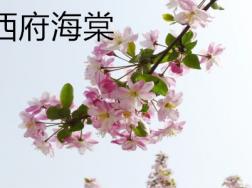 西府海棠和湖北海棠的区别