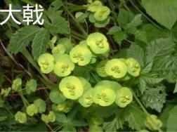 大戟和红大戟的区别