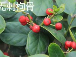 无刺枸骨和火棘的区别