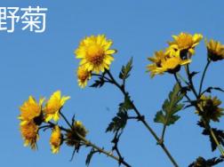 如何辨别野菊