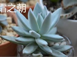 霜之朝和蓝黛莲的区别