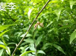麦李与郁李的区别