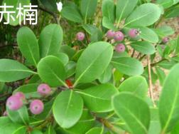 赤楠和假赤楠的区别