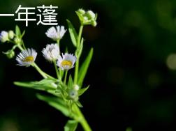 一年蓬和小飞蓬的区别