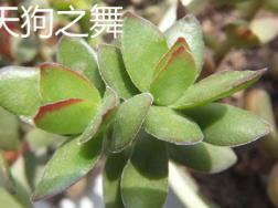 天狗之舞和火祭的区别