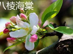 八棱海棠和西府海棠的区别