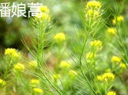 播娘蒿与白蒿的区别