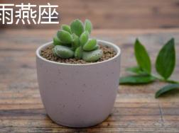 雨燕座和猎户座的区别