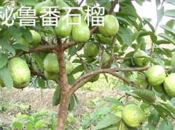 如何辨别秘鲁番荔枝