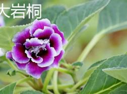 大岩桐和非洲堇的区别