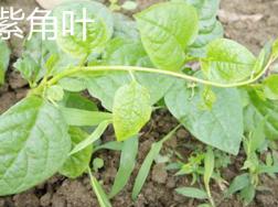 紫角叶和木耳菜的区别