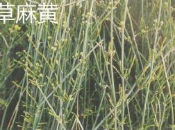 草麻黄和木贼的区别