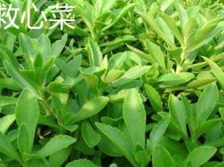 救心菜和养心菜的区别