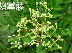 鹅掌藤与鹅掌柴的区别