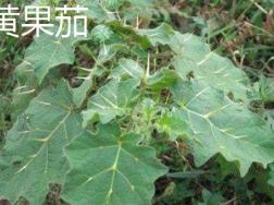 黄果茄和刺天茄的区别