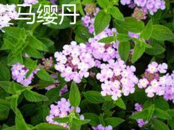 蔓马缨丹和马樱丹的区别