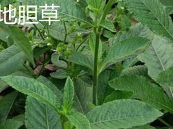 地胆草和龙胆草的区别