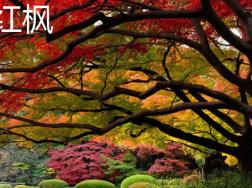 红枫和鸡爪槭的区别