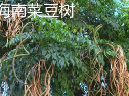 海南菜豆树与菜豆树的区别