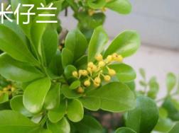 米仔兰和九里香的区别