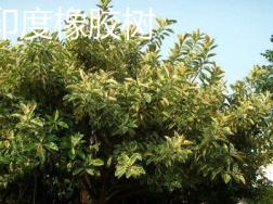 印度橡胶树与印度橡胶榕的区别
