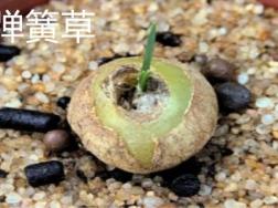弹簧草和小苍角殿的区别