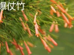 爆仗竹和炮杖花的区别