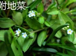 附地菜和斑种草的区别