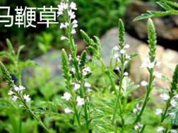 马鞭草和迷迭香的区别