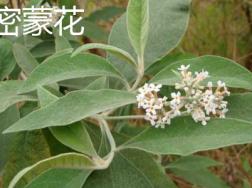 如何辨别密蒙花