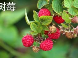 树莓和覆盆子的区别