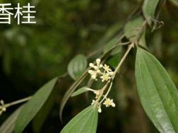 香桂和天竺桂的区别