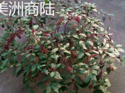 美洲商陆和商陆的区别