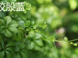 绞股蓝和乌蔹梅的区别