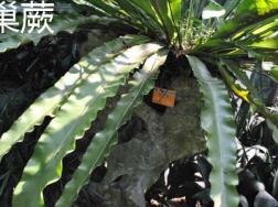 如何辨别巢蕨