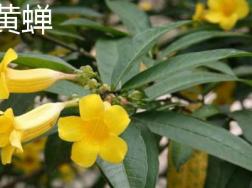 黄蝉和软枝黄婵的区别