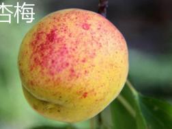 杏梅和黄桃的区别