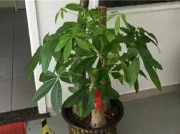 这些“有钱花”，多贵都要养1盆，别等